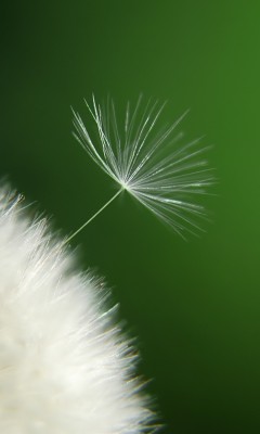 Сон-Одуванчик