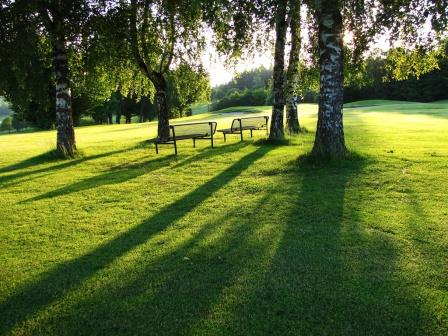 Почему птица не умеет грустить?