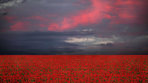 Алая память земли