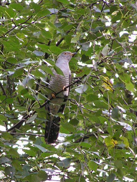 Обыкновенная кукушка. Отряд кукушкообразные. Кукушка в лесу. Кукушка ленобласть. Зозуля кукушка.