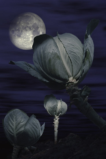 Новый конкурс. Несовместимое