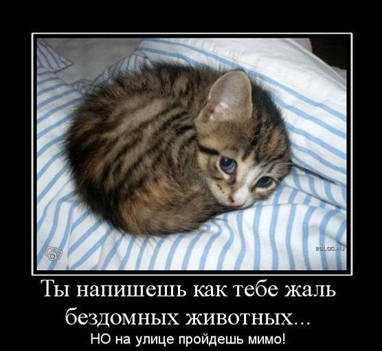 Песня бродячего котенка