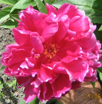 Луна сочиняет стихи...