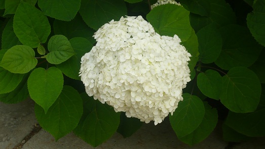 Гортензия