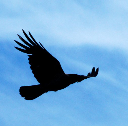 И прилетит же! Хайку