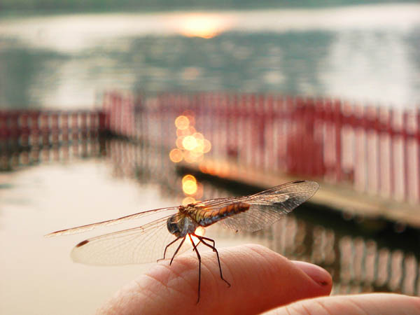 В тиши утра