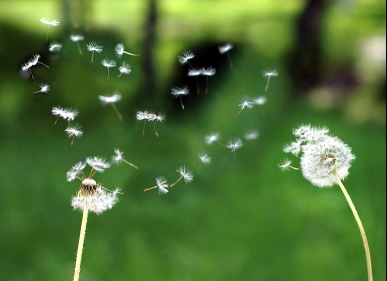 Прекрасен лета пряный аромат