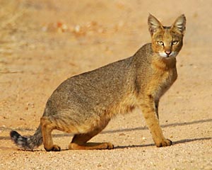 Камышовый кот