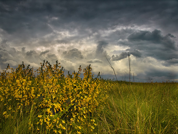 Степной дождь