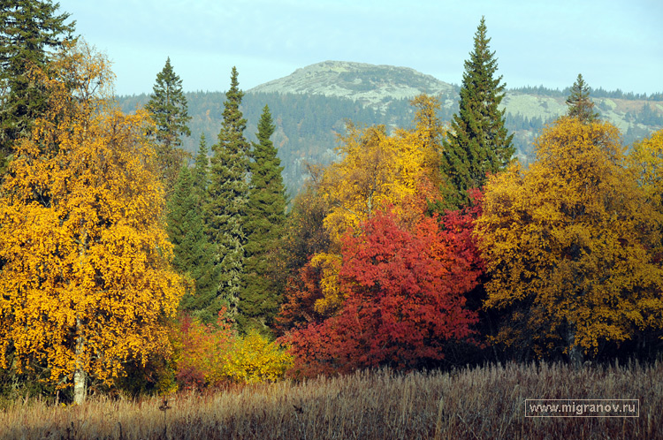 Осень дерева позолотила...