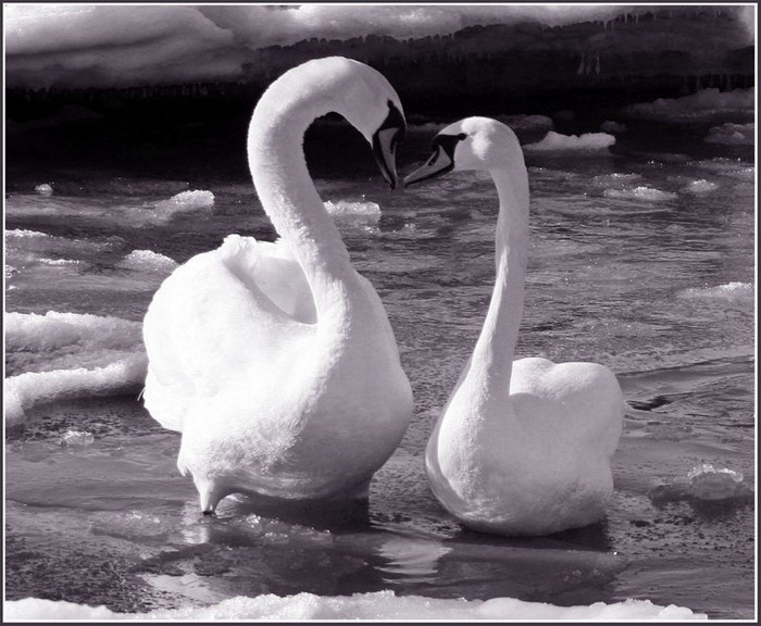 В поднебесье два лебедя