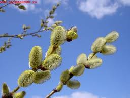 Верба у окна...