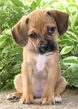 Пес бродячий