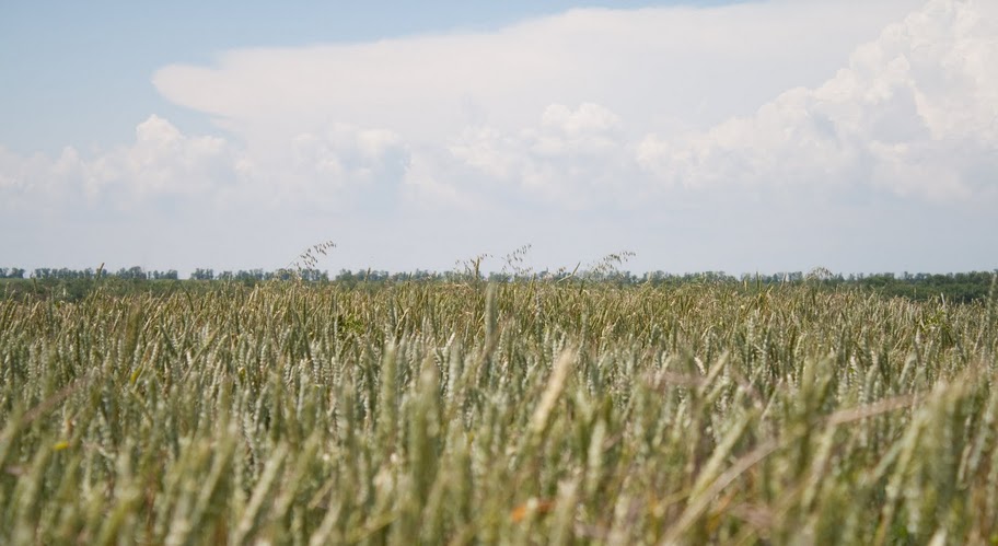 Белое кружево...
