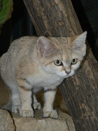 Барханный кот