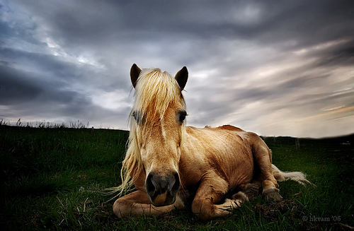 Старая лошадь