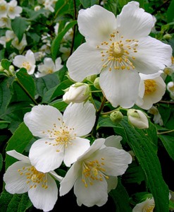 Июль неспешно наступает...