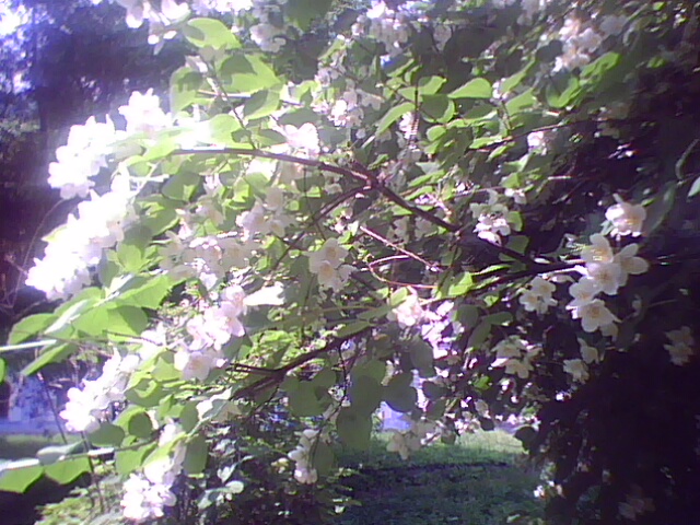 Жасмин и фантомные боли ЯС