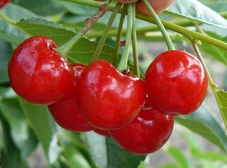 Вишня радуется утру!