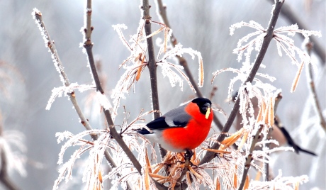 Сон о слонихе-маме и о слоненке-папе и о злой...