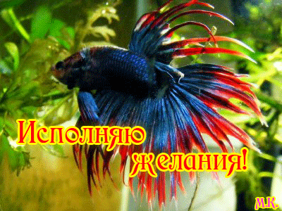 Мы желаем исполнения желаний