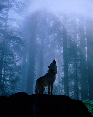 Он был степным волком