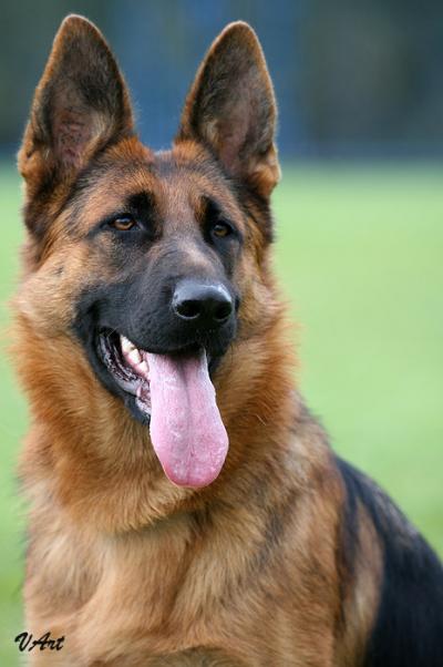 Жизнь собачья