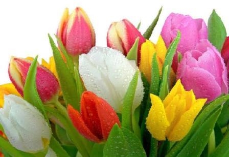 Легенды про тюльпаны