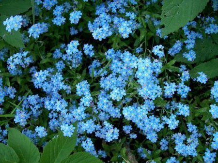 Стихи пишу с натуры, как этюды...