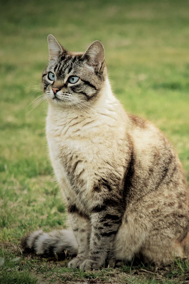 Как выглядит кот сидящий