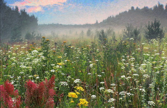 Ах, июль разнотравный