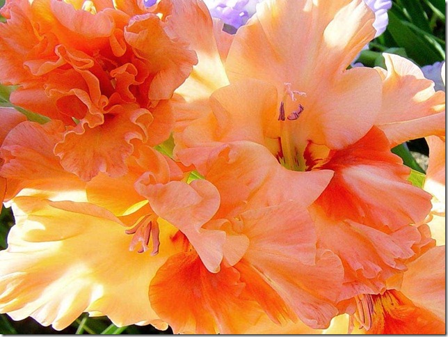 Гладиолусы