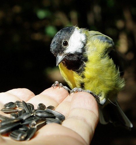 Птичка-синичка