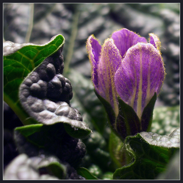 Мандрагора