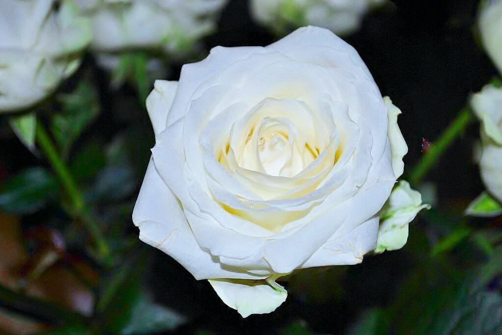 15 Свет красоты