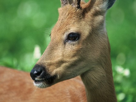 В мифриловой броне...