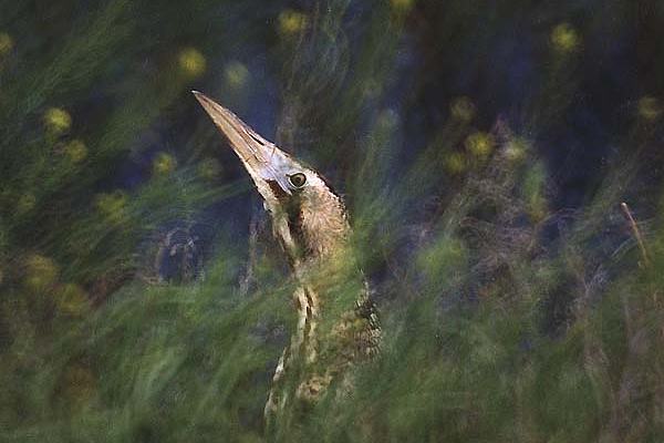 Сновидение