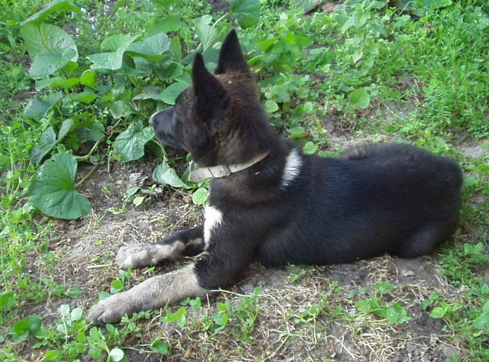 Собачья служба