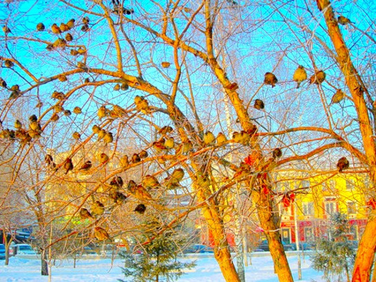 Запуржило с утра, завьюжило...