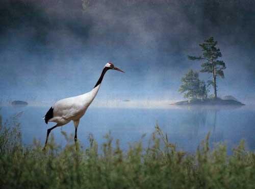 Улетел журавушка мечты