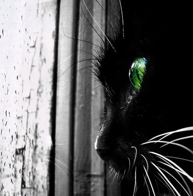 Кошка
