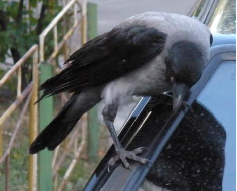 Сидит Ворон чёрно-сизый