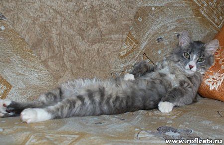 Аристократка