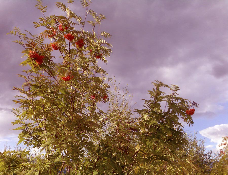 Девочкой-рябиной ли