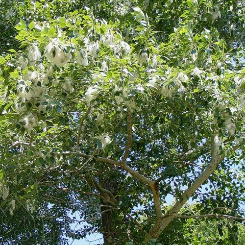 Переполнило лето