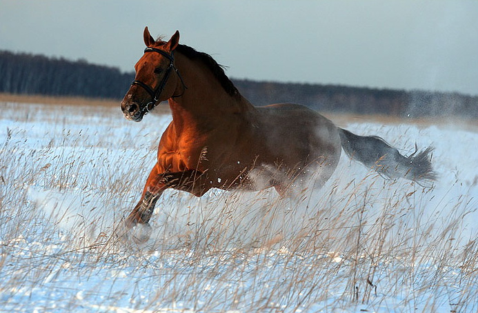 Три свободы