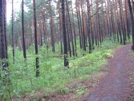 Спи, мой лес...