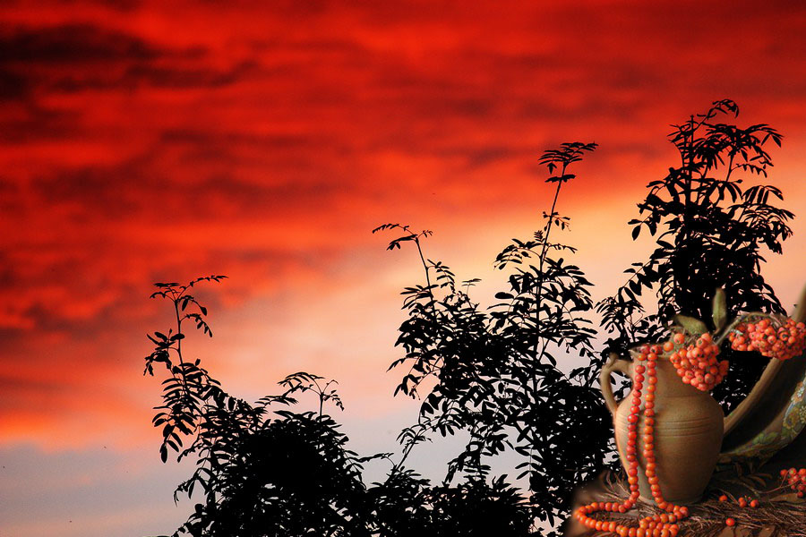 Карминовый вечер, рябина