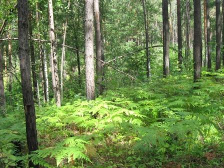 Вечереет опять...