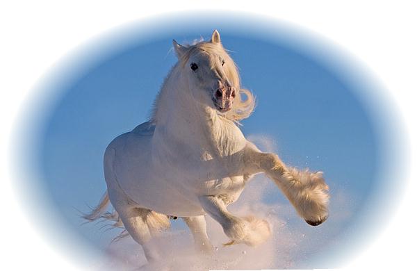 Так хотелось на белом красавце